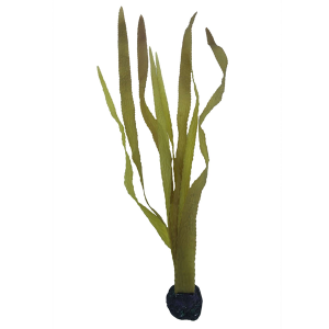 Kelp alga marina (60 cm)