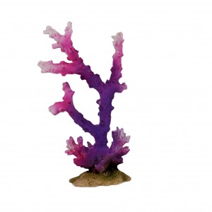 Coral ramas púrpura