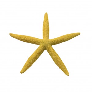 Estrellas de Mar finas