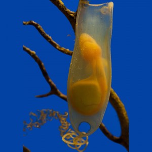 Chiloscyllium sp Huevo