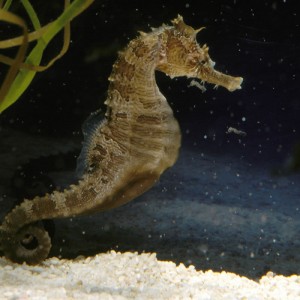 Hippocampus Semispinus