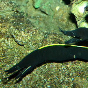 Rhinomuraena Quaesita Black