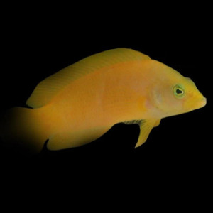 Pseudochromis Fuscus