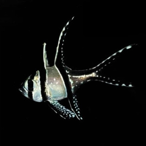 Pteroapogon Kauderni criado en cautividad